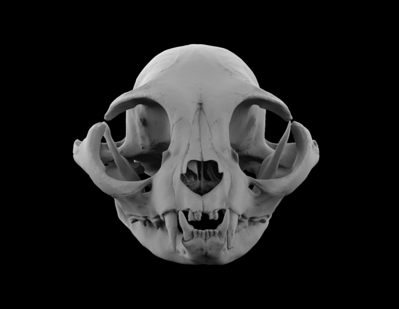 3d skull cat british short model https://p.turbosquid.com/ts-thumb/vG/blAbs4/c4lTZYeH/untitled.36/jpg/1595437248/1920x1080/fit_q87/65861c3f5264701cb874fadfbf81cf5db977d363/untitled.36.jpg