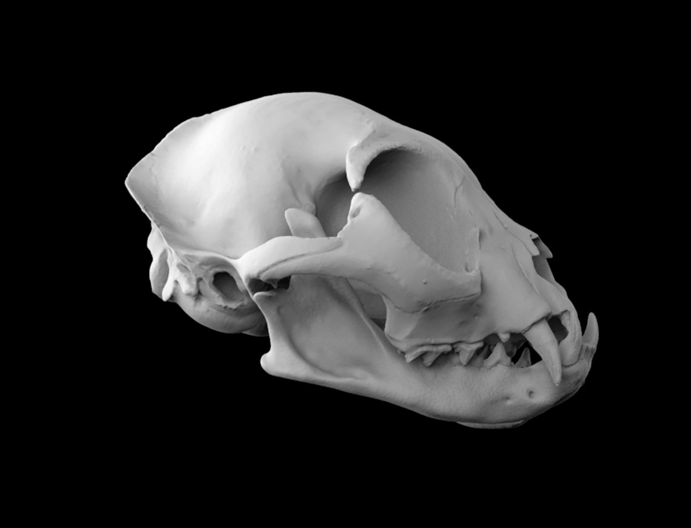 3d skull cat british short model https://p.turbosquid.com/ts-thumb/vG/blAbs4/d8wwcobl/untitled.34/jpg/1595437219/1920x1080/fit_q87/890ba76333b6a4c2a2bdc6e5f9dd3dd1e3afb450/untitled.34.jpg