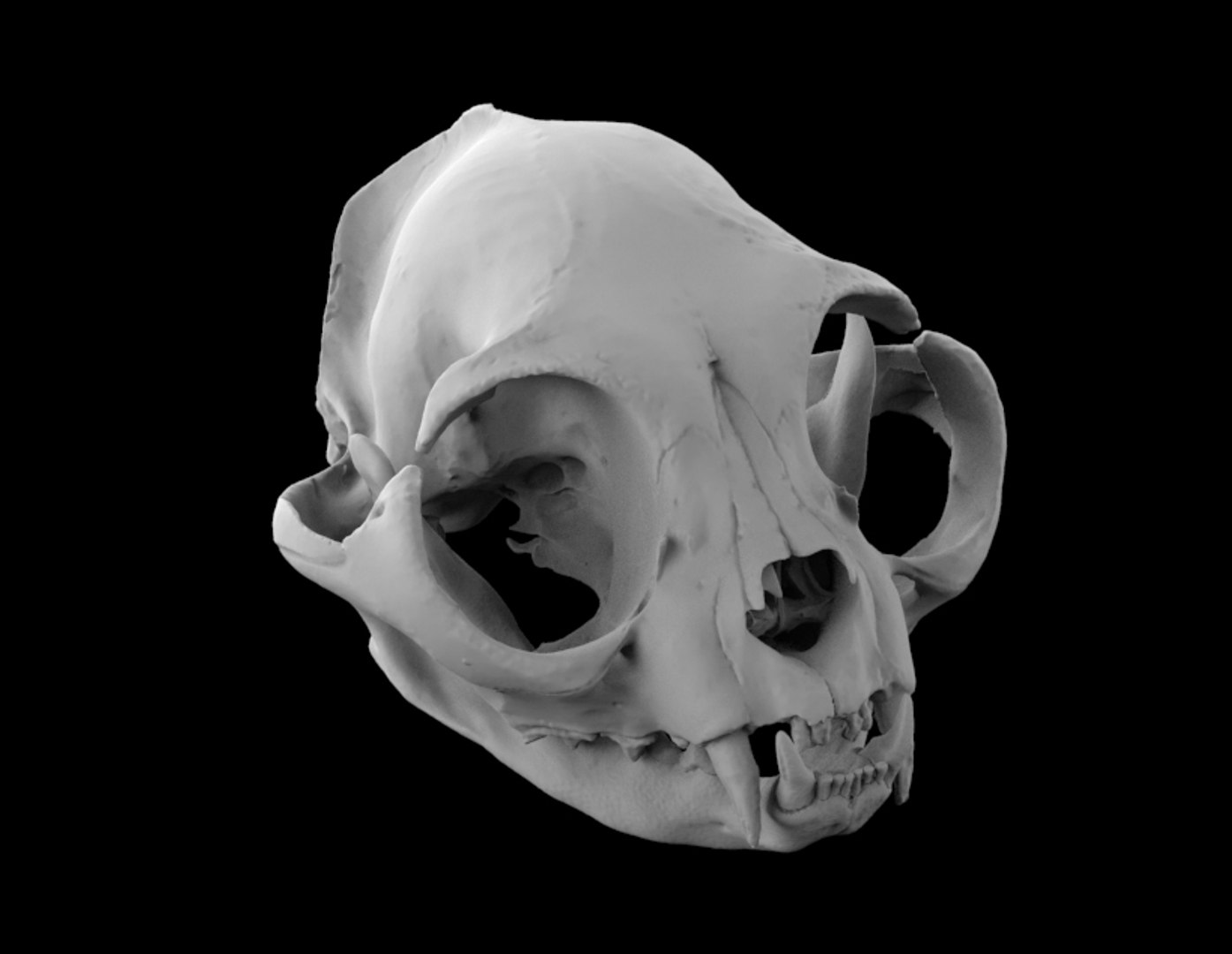 3d skull cat british short model https://p.turbosquid.com/ts-thumb/vG/blAbs4/jjjMtMVq/untitled.35/jpg/1595437234/1920x1080/fit_q87/74ee7eb4d673e70bb04717c8ac4969e8f9ae238d/untitled.35.jpg