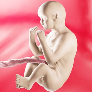 Fetus model