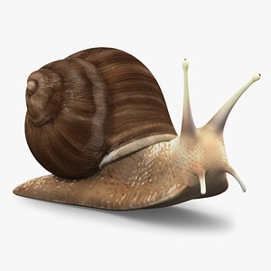 Snail