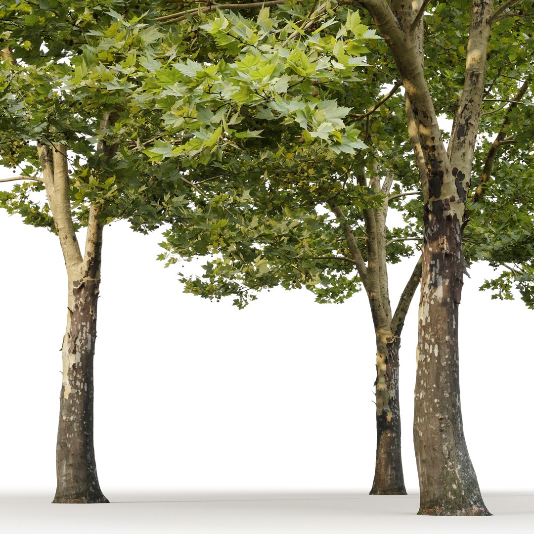 3D Plane-tree Sycamore Platanus V11 model https://p.turbosquid.com/ts-thumb/vG/qCxS46/Fm/3/jpg/1649501876/1920x1080/fit_q87/c6ce4b17f9559f2a5e0c43b11e6a8cca98d3f37f/3.jpg