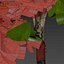 Plátano Sicomoro Platanus V11