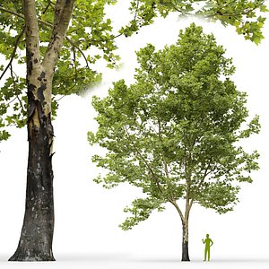 Plane-tree Sycamore Platanus V11