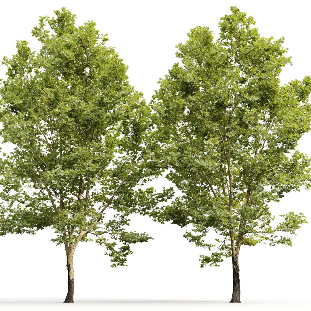 3D Plane-tree Sycamore Platanus V11 model https://p.turbosquid.com/ts-thumb/vG/qCxS46/uK/4/jpg/1649501878/1920x1080/fit_q87/7f4e798c626f537ede8cd9534af71408a113b178/4.jpg