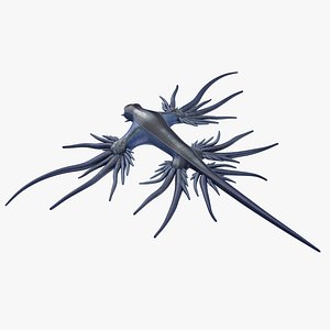 Nudibranch
