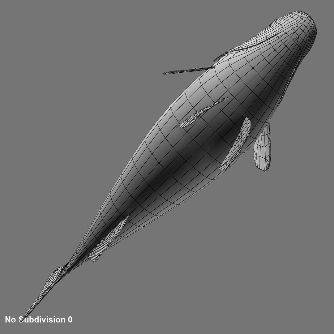 3D perch fish https://p.turbosquid.com/ts-thumb/vG/t1c3vX/429BagpJ/wireframe5/jpg/1585981015/1920x1080/fit_q87/7f71a503d8793bab8b7713698e62a7d2d0cbf04e/wireframe5.jpg