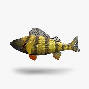 Perch Fish
