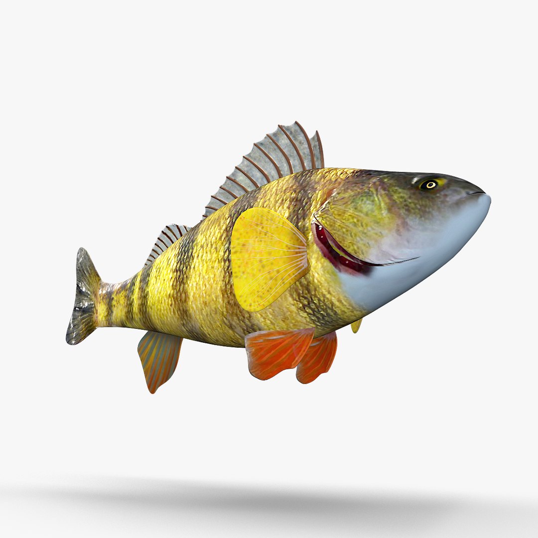 3D perch fish https://p.turbosquid.com/ts-thumb/vG/t1c3vX/EJTHTy76/render6/jpg/1585981015/1920x1080/fit_q87/280a6b812976c814c7dfcee4f56bd5125e2747c7/render6.jpg