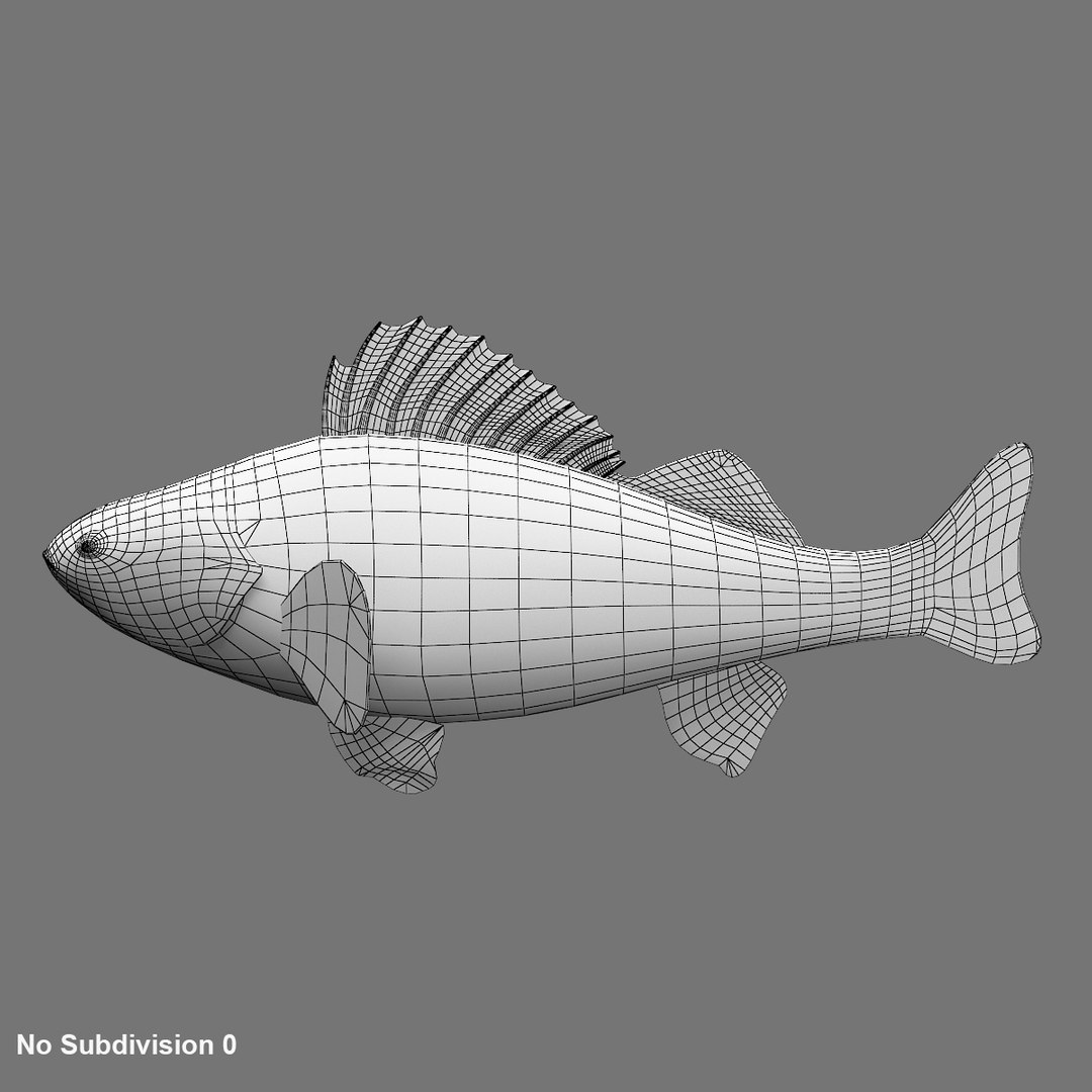 3D perch fish https://p.turbosquid.com/ts-thumb/vG/t1c3vX/XllJswcS/wireframe1/jpg/1585981015/1920x1080/fit_q87/00a79df2146a8cce2388ab546726d308049c85c7/wireframe1.jpg