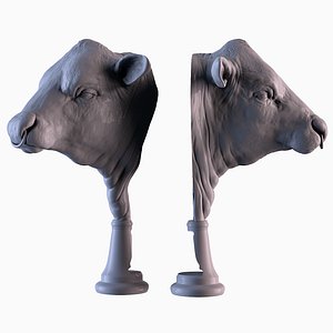 Angus Bull