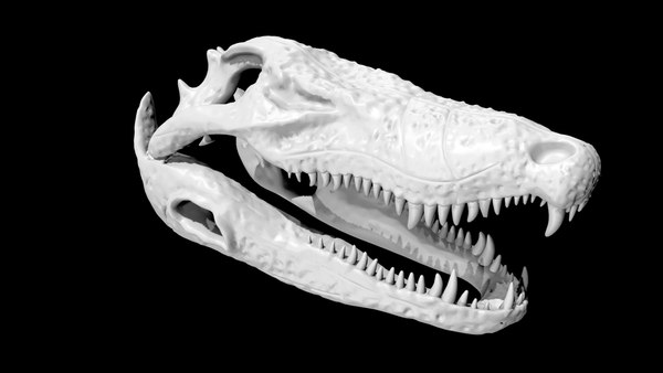 Amazon.co.jp: 本物のワニの頭蓋骨両生類爬虫類剥製術 15-30Cm