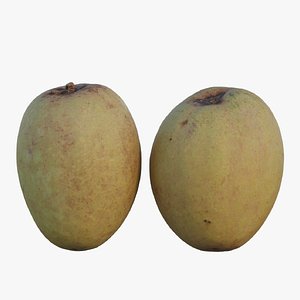 3D Sapodilla 02 model