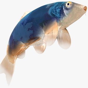 3D model Japanese Carp Fish Rigged L1834