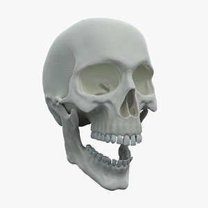 3D Skull model