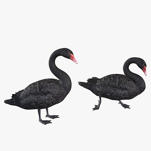 3D Black Swan