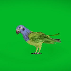 Blue Headed Parrot Bird 3D model