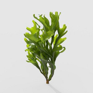 Seaweed V8 3D model