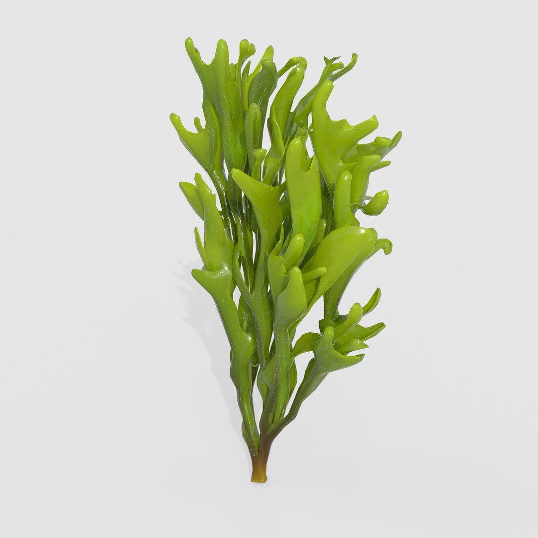 3D Photorealistic Seaweed Pack https://p.turbosquid.com/ts-thumb/vH/ikLqoV/G8/4/jpg/1789187953/1920x1080/fit_q87/8398ee9e580055d24807ca26609103031d7793d8/4.jpg