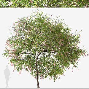 Set of Chinese Flame or Koelreuteria Bipinnata Tree 3D model