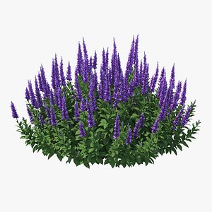 3D model blooming meadow sage salvia
