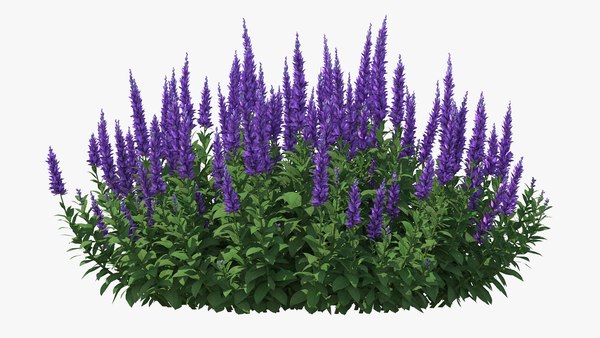 modelo 3d Salvia pratensis del prado floreciente - TurboSquid 1587284