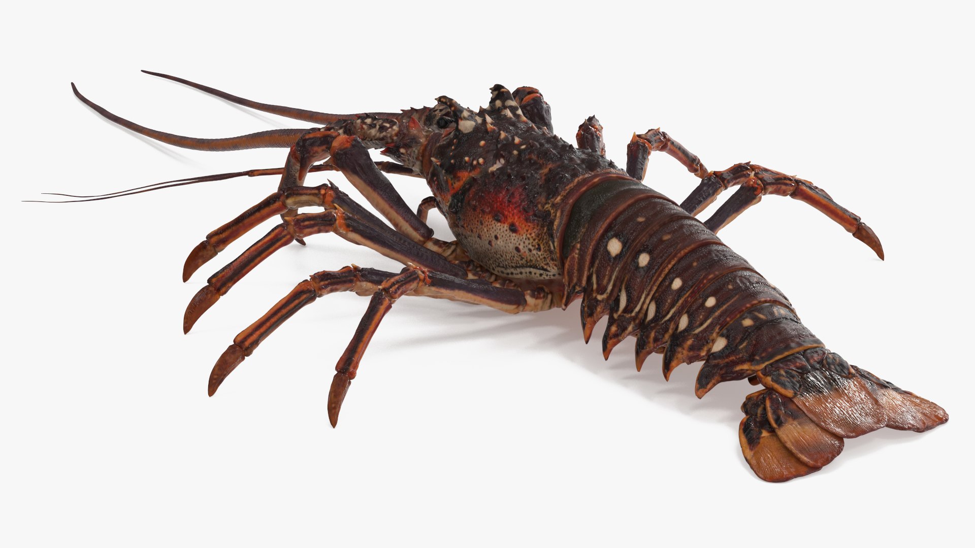 3d langouste model https://p.turbosquid.com/ts-thumb/vH/qOSZIl/0i/langouste_010/jpg/1674136923/1920x1080/fit_q87/d7107364d8c0bd039717f0d09563587f70f661b1/langouste_010.jpg