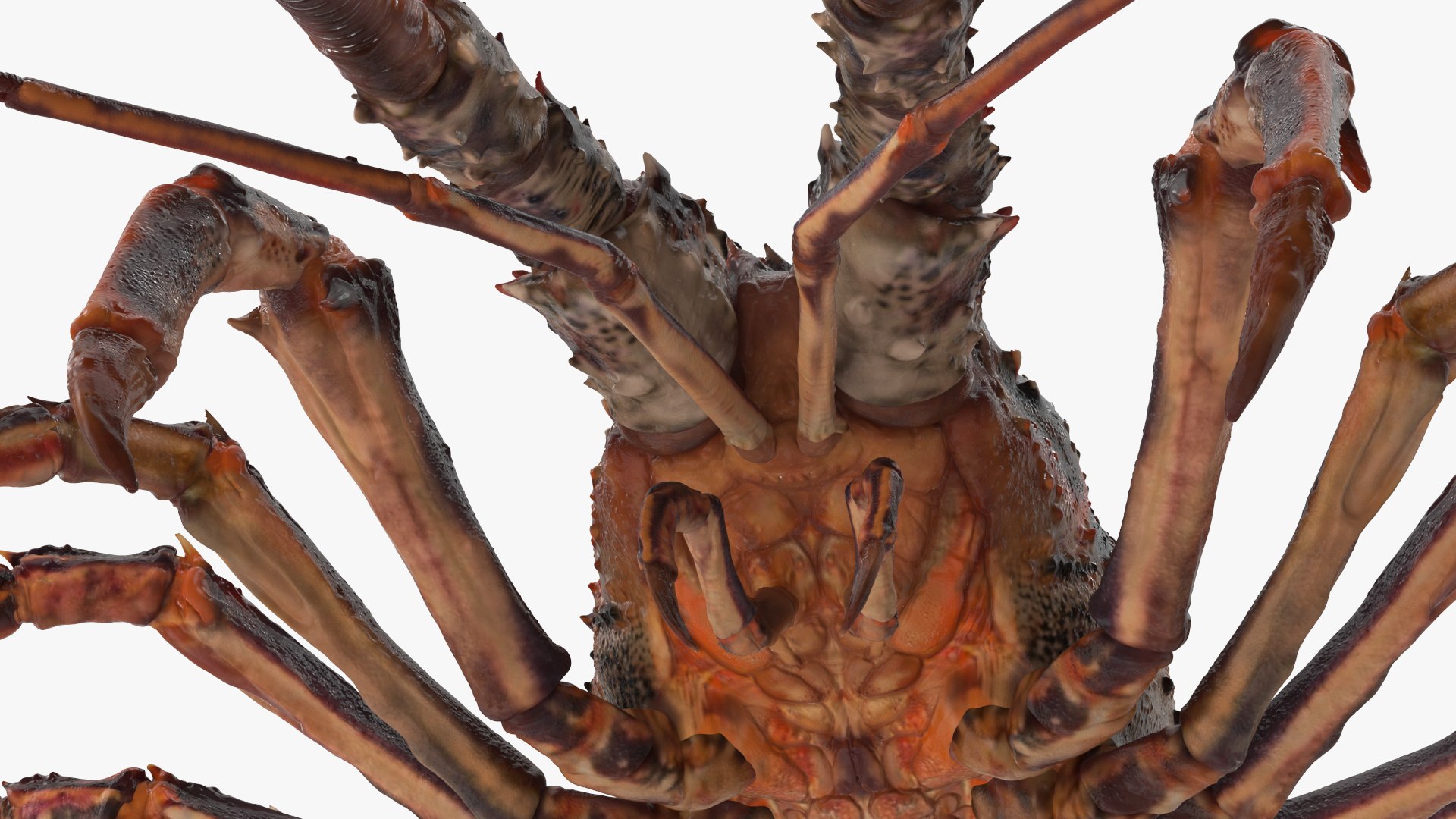3d langouste model https://p.turbosquid.com/ts-thumb/vH/qOSZIl/0t/langouste_017/jpg/1674136927/1920x1080/fit_q87/47796d59b3393fdf85a91343c033e73f16d778f6/langouste_017.jpg