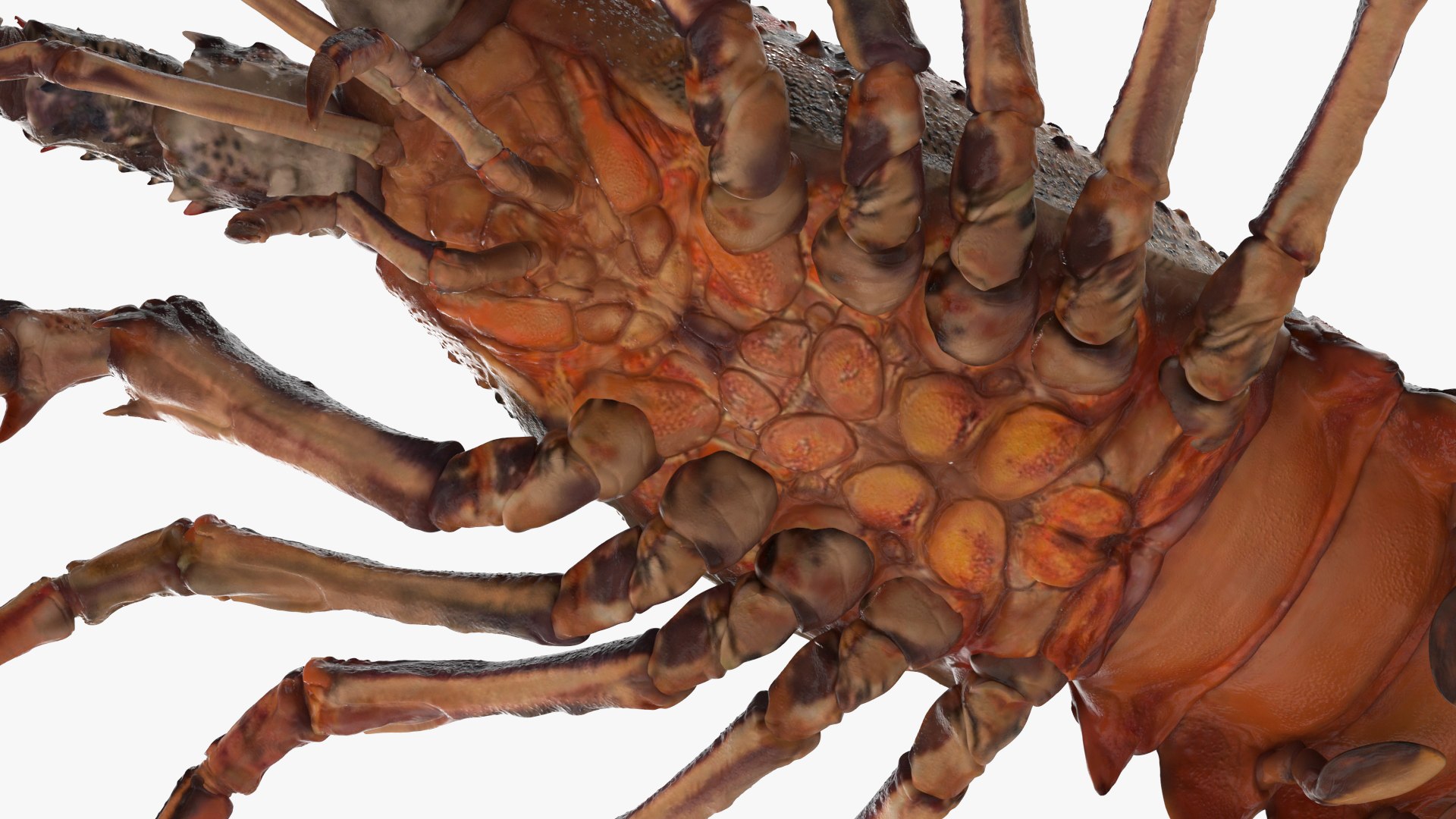 3d langouste model https://p.turbosquid.com/ts-thumb/vH/qOSZIl/9Q/langouste_016/jpg/1674136926/1920x1080/fit_q87/a1fd2c181c5c365409de66ef149a85d145a37967/langouste_016.jpg