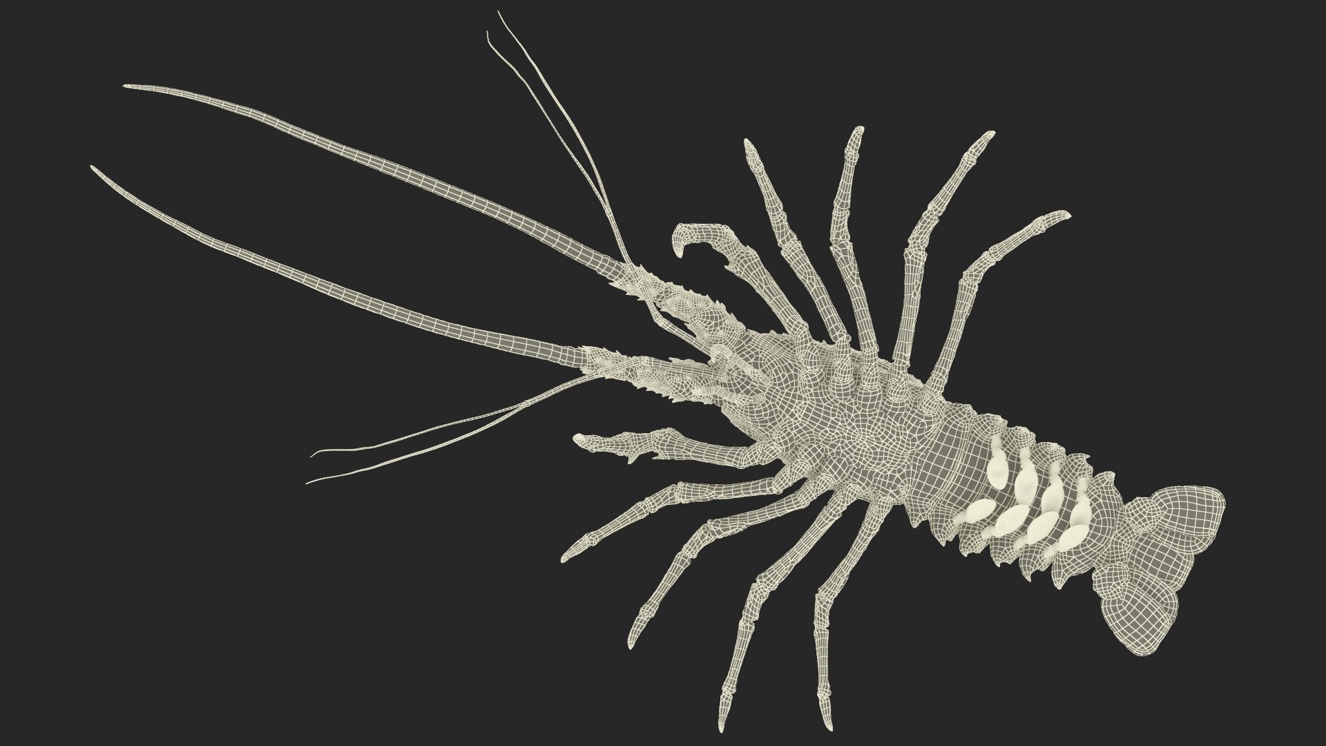 3d langouste model https://p.turbosquid.com/ts-thumb/vH/qOSZIl/Fl/langouste_033/jpg/1674136936/1920x1080/fit_q87/906e1891d633d25849e01d4436f6e035e12fa576/langouste_033.jpg