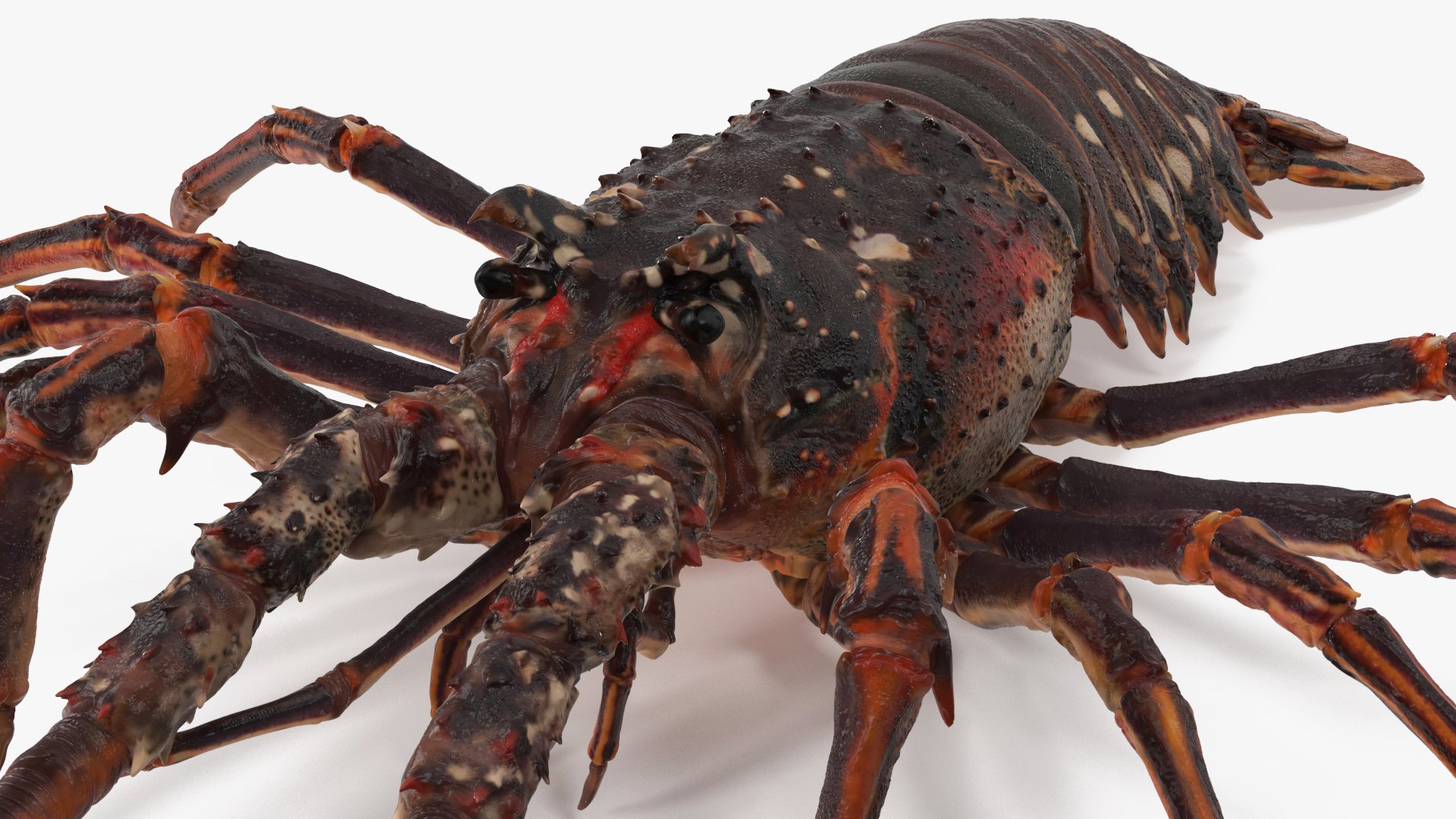 3d langouste model https://p.turbosquid.com/ts-thumb/vH/qOSZIl/PG/langouste_014/jpg/1674136925/1920x1080/fit_q87/a8cddfe29ae6b8daac894657f957a4a745114193/langouste_014.jpg