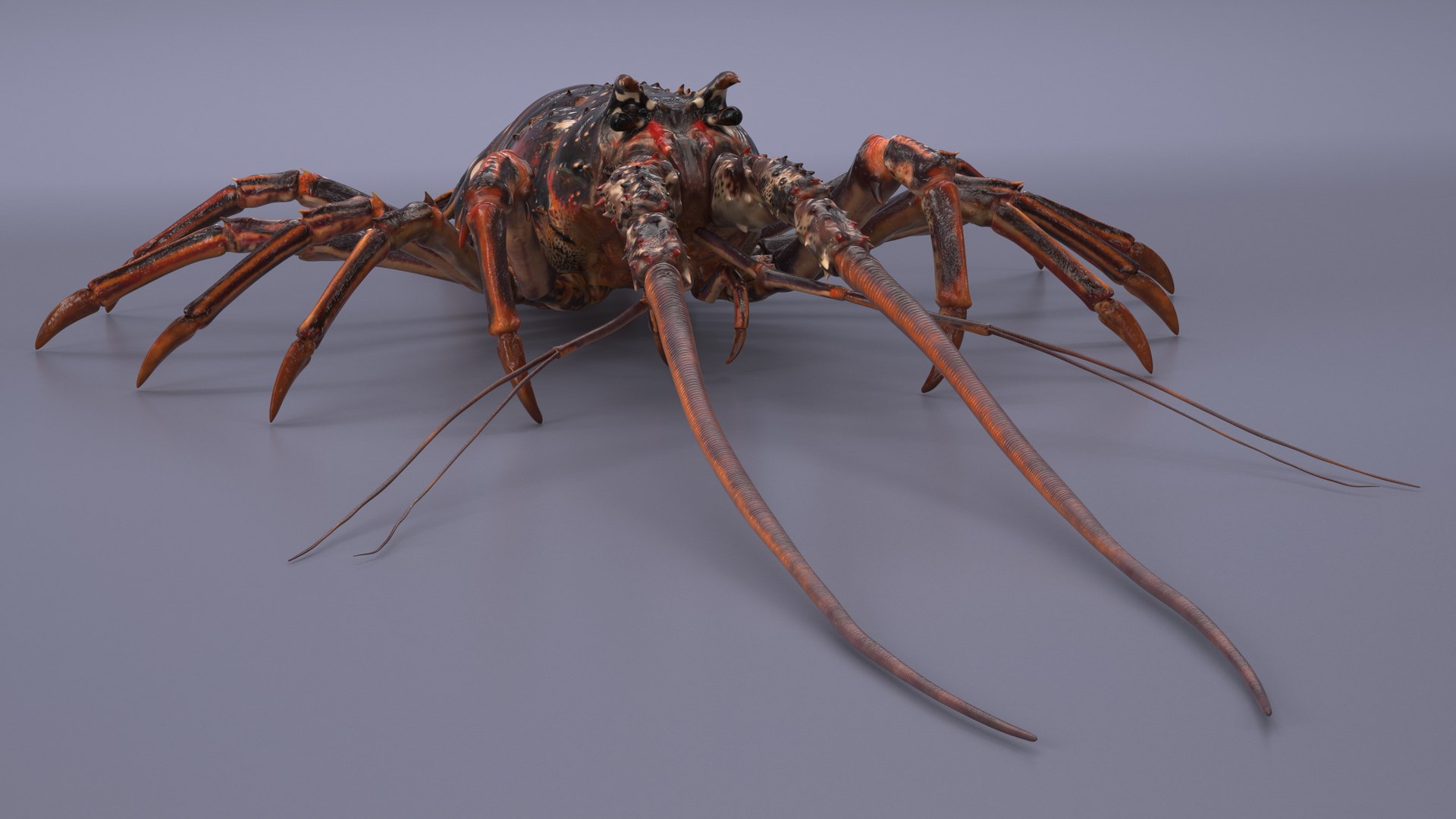3d langouste model https://p.turbosquid.com/ts-thumb/vH/qOSZIl/QA/langouste_007/jpg/1674136922/1920x1080/fit_q87/1335354b1da9c0c183cf9cec1b0fdb3fa568d620/langouste_007.jpg