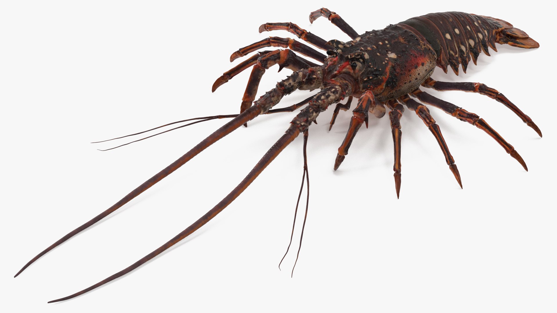 3d langouste model https://p.turbosquid.com/ts-thumb/vH/qOSZIl/TF/langouste_011/jpg/1674136924/1920x1080/fit_q87/79c94960e6e59db6c2f892f791aa857dd567d02e/langouste_011.jpg