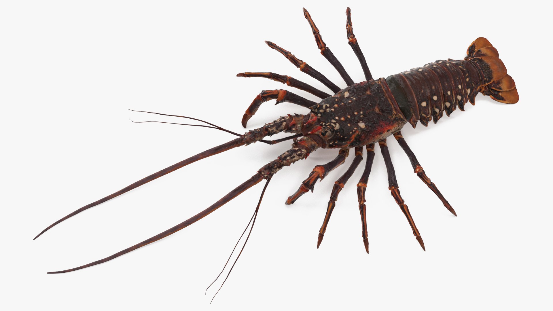 3d langouste model https://p.turbosquid.com/ts-thumb/vH/qOSZIl/Uf/langouste_013/jpg/1674136925/1920x1080/fit_q87/7d33c4bdc50af269f57720d5926a3adf758bbab9/langouste_013.jpg