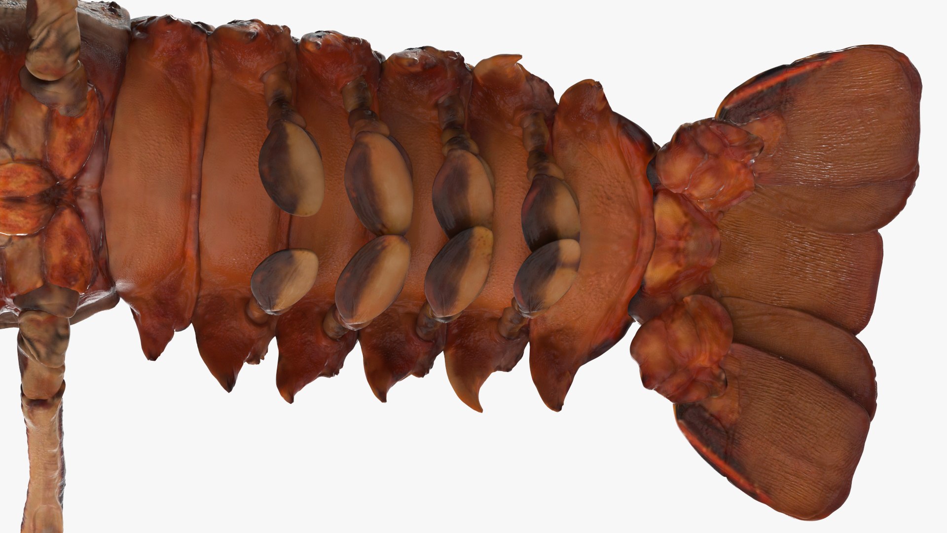 3d langouste model https://p.turbosquid.com/ts-thumb/vH/qOSZIl/Up/langouste_015/jpg/1674136926/1920x1080/fit_q87/5d7ffe7e235b4866a66608af0ee74f6a91972fec/langouste_015.jpg