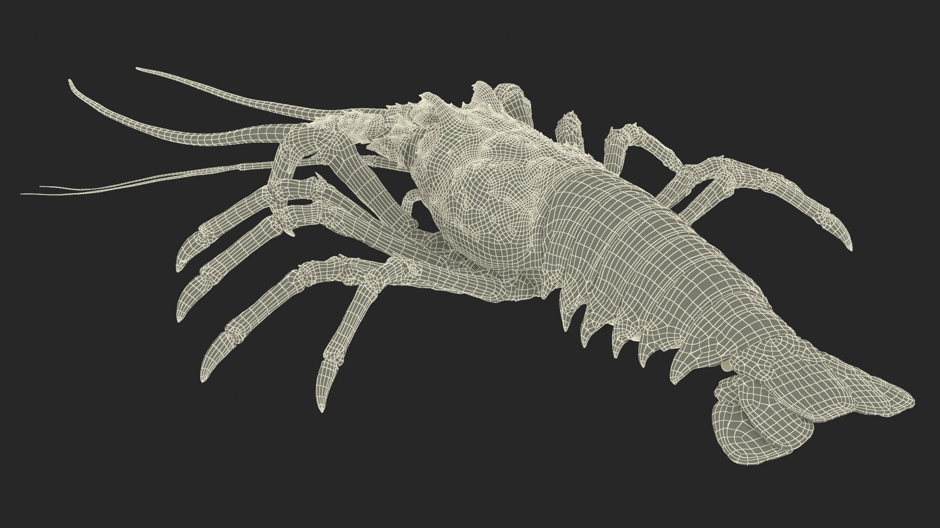 3d langouste model https://p.turbosquid.com/ts-thumb/vH/qOSZIl/Yq/langouste_026/jpg/1674136932/1920x1080/fit_q87/a61861a8acf467467024e96bc8bfbc4231a05033/langouste_026.jpg