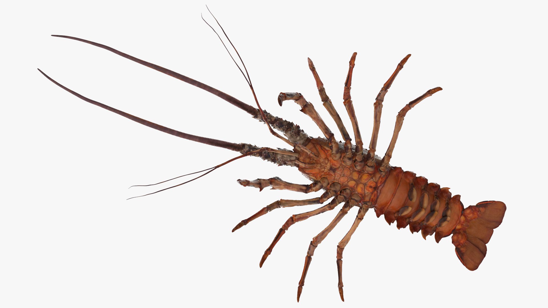 3d langouste model https://p.turbosquid.com/ts-thumb/vH/qOSZIl/cU/langouste_012/jpg/1674136924/1920x1080/fit_q87/8a281fd9b3acb980119aa3eee733c537e4976de5/langouste_012.jpg