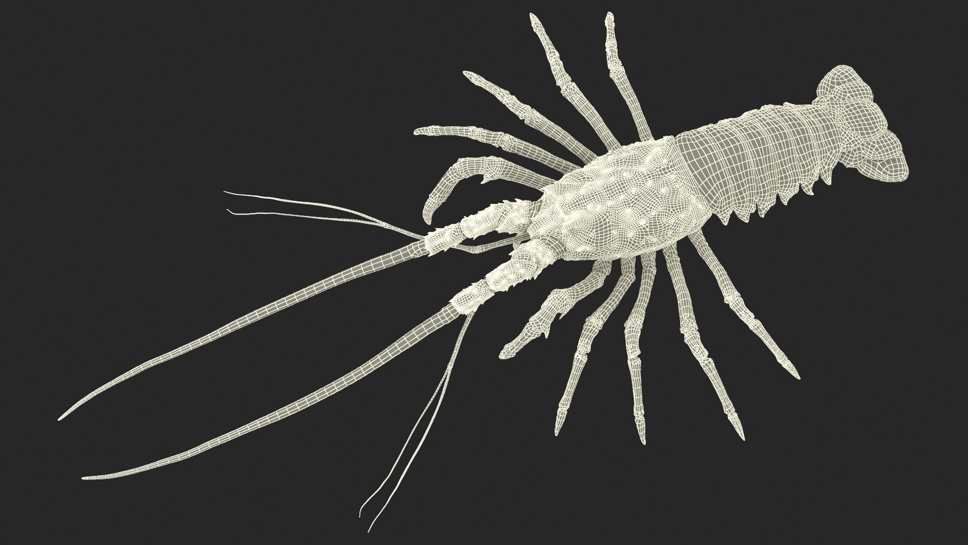 3d langouste model https://p.turbosquid.com/ts-thumb/vH/qOSZIl/en/langouste_028/jpg/1674136933/1920x1080/fit_q87/7a777a9d15d6213e9904f31070aa4c64816e57f9/langouste_028.jpg