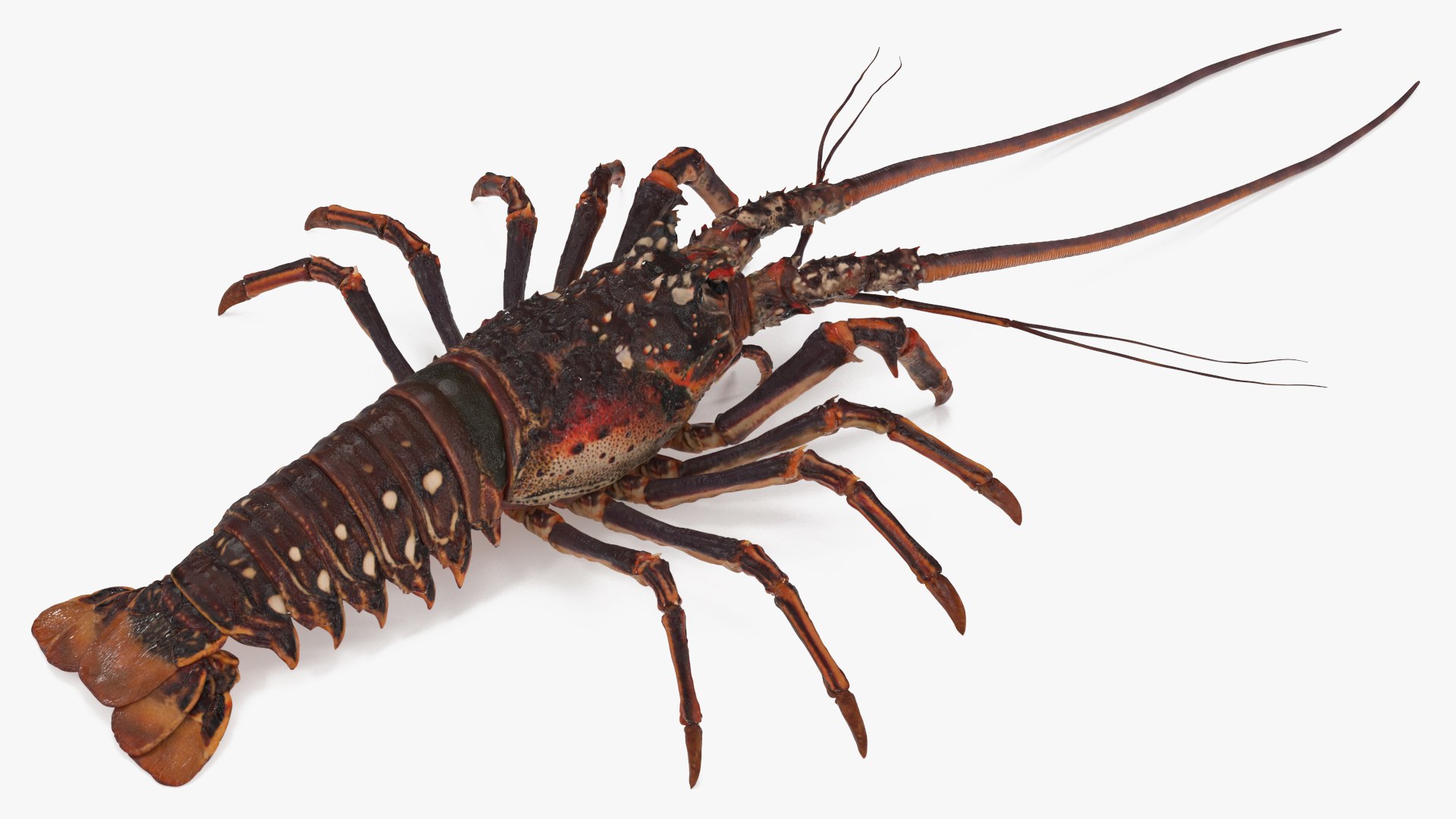 3d langouste model https://p.turbosquid.com/ts-thumb/vH/qOSZIl/ko/langouste_009/jpg/1674136923/1920x1080/fit_q87/cc071e9f40d6811f35874e2348d960cd2b1a8781/langouste_009.jpg