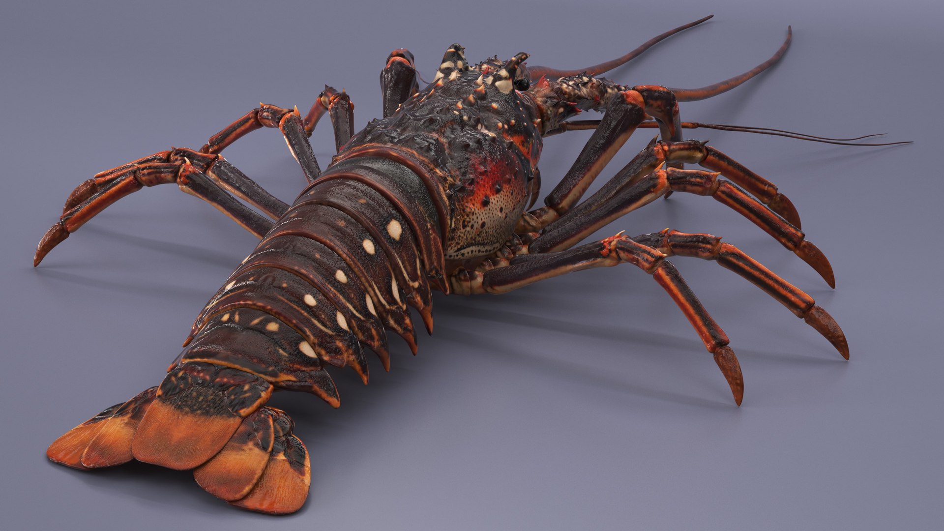 3d langouste model https://p.turbosquid.com/ts-thumb/vH/qOSZIl/o1/langouste_006/jpg/1674136921/1920x1080/fit_q87/ce85597ab245c88bc1b719da1cd59fdc4162907f/langouste_006.jpg