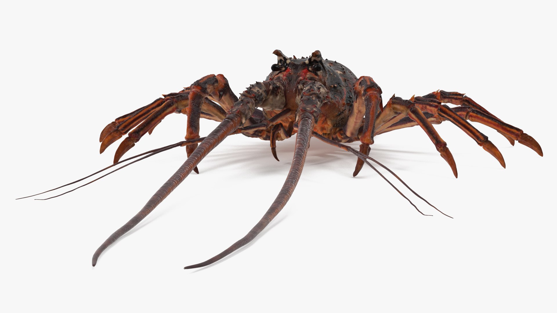 3d langouste model https://p.turbosquid.com/ts-thumb/vH/qOSZIl/uJ/langouste_008/jpg/1674136923/1920x1080/fit_q87/6cd5ca2f282738b14cf4d585ff1a98548fb43ad3/langouste_008.jpg