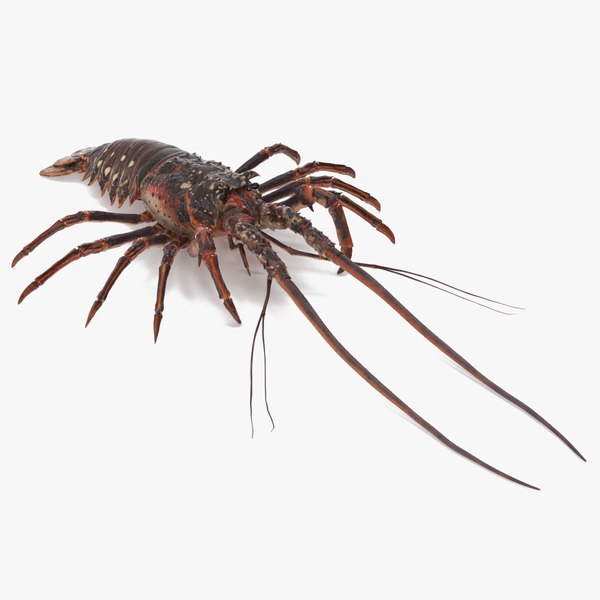 3d langouste model