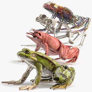 Complete Frog Body Anatomy model