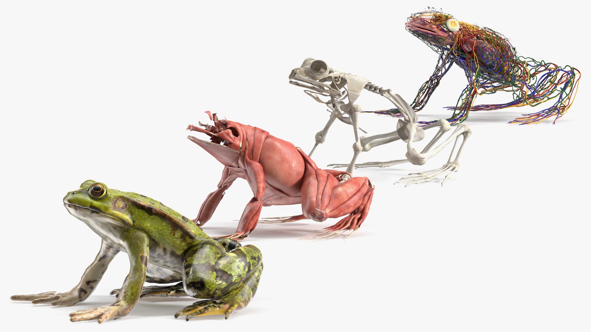 Complete Frog Body Anatomy 3D model preview