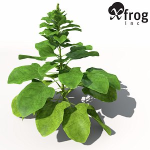 XfrogPlants Spinach