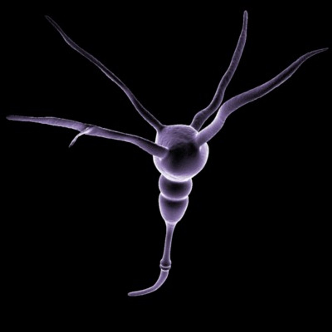 neuron cell 1 3d model https://p.turbosquid.com/ts-thumb/vH/wzsNSA/CRsT5S5t/neuroncell4/jpg/1103594022/1920x1080/fit_q87/690d4b93b64cc011b477c8664c9e01c7356fff40/neuroncell4.jpg