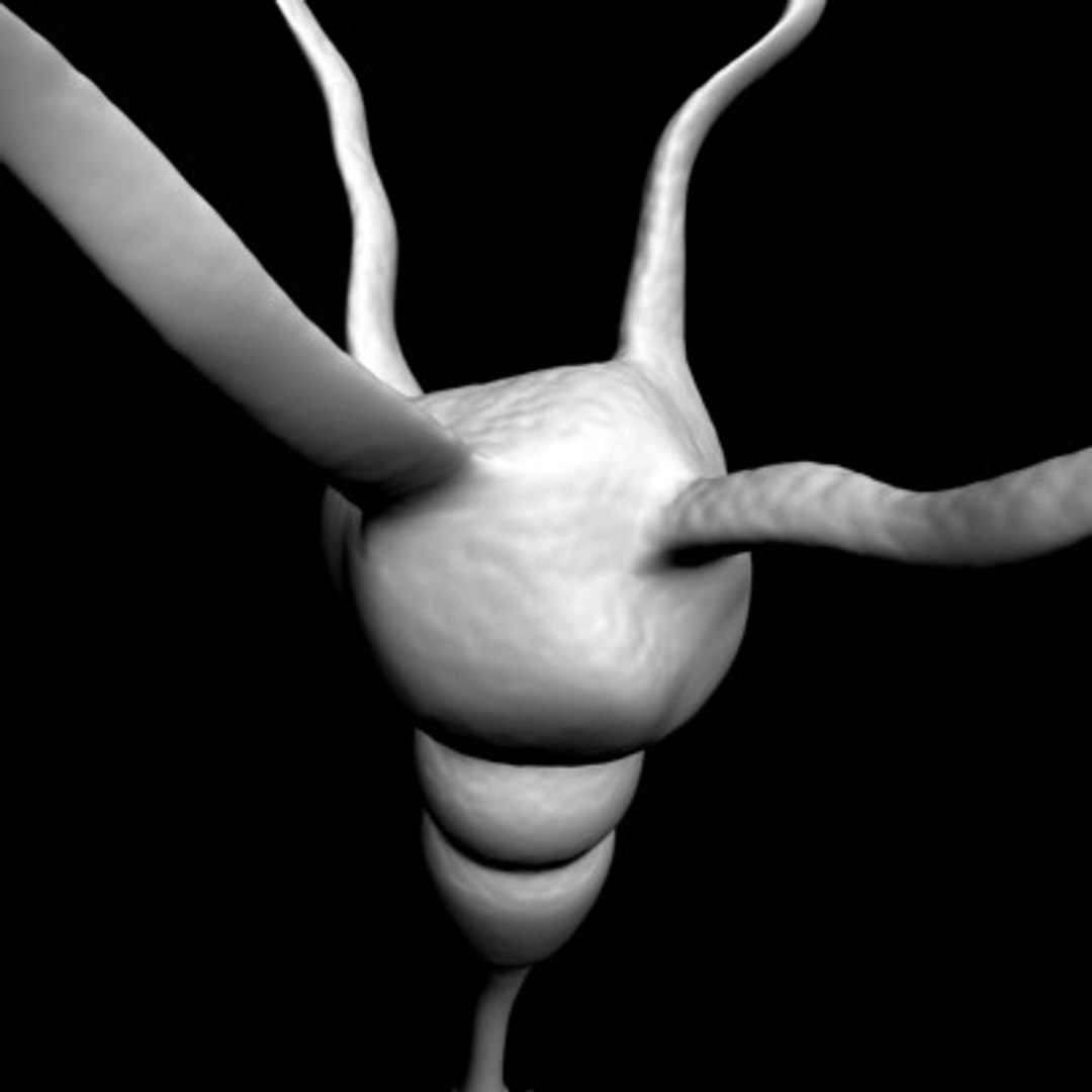neuron cell 1 3d model https://p.turbosquid.com/ts-thumb/vH/wzsNSA/RaqSD1vg/neuroncell2/jpg/1103594018/1920x1080/fit_q87/19190c6afd3f88fe943901d8f83fcfdac60c7a2d/neuroncell2.jpg