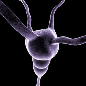 Neuron Cell 1
