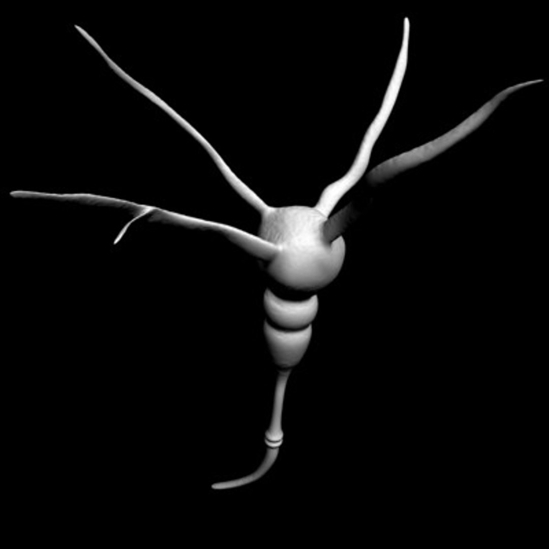 neuron cell 1 3d model https://p.turbosquid.com/ts-thumb/vH/wzsNSA/sFIjoGuK/neuroncell5/jpg/1103594024/1920x1080/fit_q87/eb112dc7a9f1b34fd5e26af906c11f82ea3b906e/neuroncell5.jpg