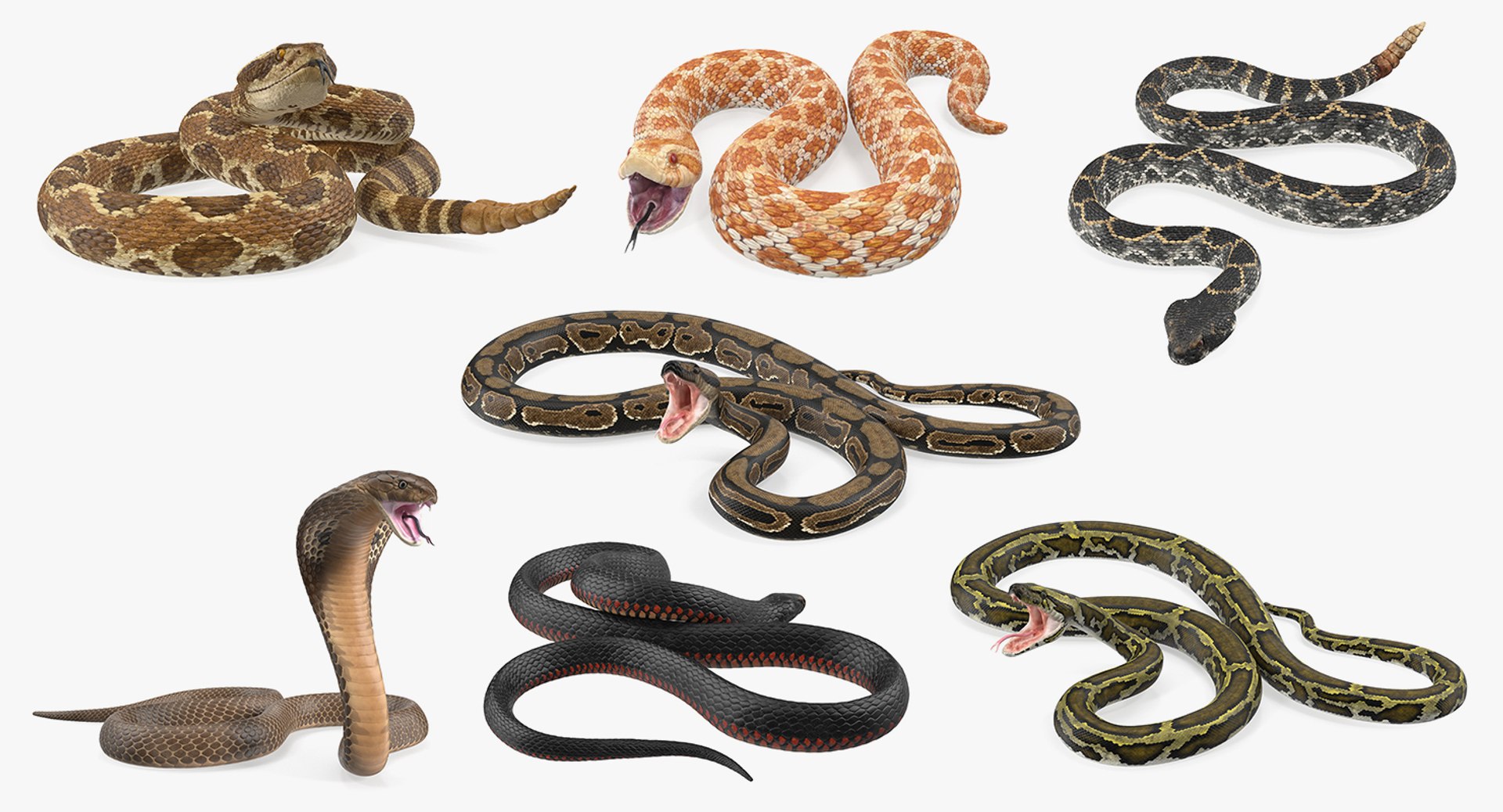 Rigged Snakes Collection 5 for Maya 3D model preview